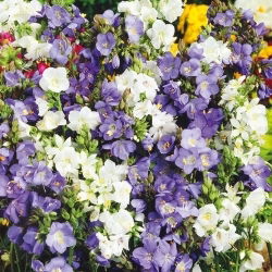 Wielosił błękitny - mieszanka