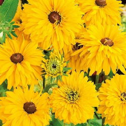 Rudbekia pełna - Golden Daisies