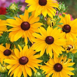 Rudbekia dwubarwna - My Joy