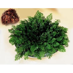 Róża jerychońska - Rose of Jericho - GIGA paczka! - 50 szt.