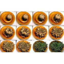 Róża jerychońska - Rose of Jericho - GIGA paczka! - 50 szt.