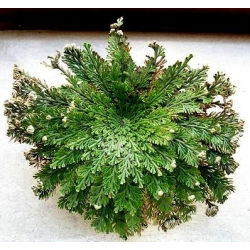 Róża jerychońska - Rose of Jericho - GIGA paczka! - 50 szt.