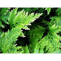 Róża jerychońska - Rose of Jericho - GIGA paczka! - 50 szt.