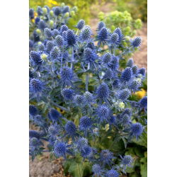 Mikołajek płaskolistny - GIGA paczka! - 50 szt.