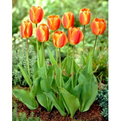 Tulipan Oxfords Elite - duża paczka! - 50 cebulek