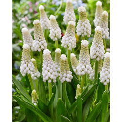 Szafirek White Spear - GIGA paczka! - 250 cebulek