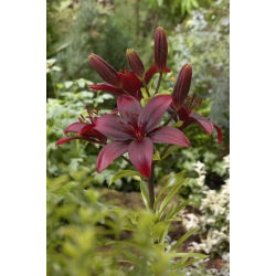 Lilia azjatycka - Bataleon - 1 cebula