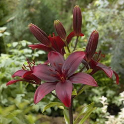 Lilia azjatycka - Bataleon - 1 cebula