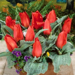 Tulipan Annie Salomons - 5 cebulek
