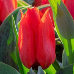 Tulipan Annie Salomons - 5 cebulek