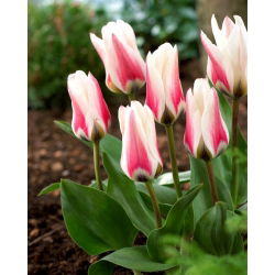 Tulipan Border Legend - 5 cebulek