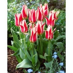 Tulipan Buddy - 5 cebulek