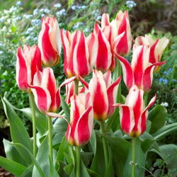 Tulipan Buddy - 5 cebulek
