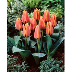 Tulipan Calypso - 5 cebulek