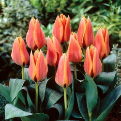 Tulipan Calypso - 5 cebulek