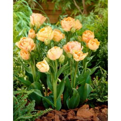 Tulipan Charming Lady - 5 cebulek