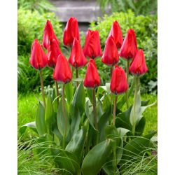Tulipan Dirk - 5 cebulek