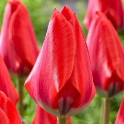 Tulipan Dirk - 5 cebulek