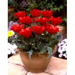 Tulipan Double Red Riding Hood - 5 cebulek
