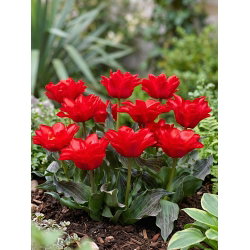 Tulipan Double Red Riding Hood - 5 cebulek