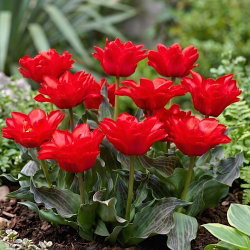 Tulipan Double Red Riding Hood - GIGA paczka! - 250 cebulek