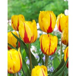 Tulipan Flamenco - 5 cebulek