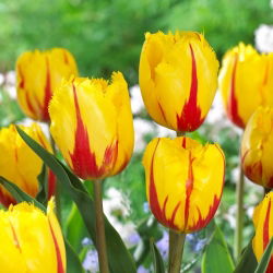 Tulipan Flamenco - 5 cebulek