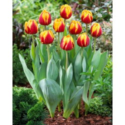 Tulipan Givenchy - 5 cebulek