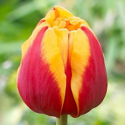 Tulipan Givenchy - 5 cebulek