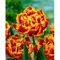 Tulipan Golddust - 5 cebulek