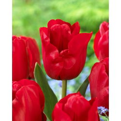 Tulipan Heleen Valstar - 5 cebulek