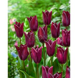 Tulipan Indeland - GIGA paczka! - 250 cebulek