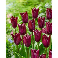 Tulipan Indeland - 5 cebulek