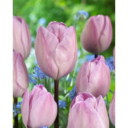 Tulipan Jacuzzi - GIGA paczka! - 250 cebulek