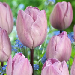 Tulipan Jacuzzi - duża paczka! - 50 cebulek