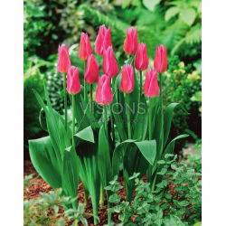 Tulipan Lilyrosa - 5 cebulek