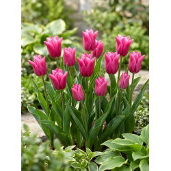 Tulipan Lilyrosa - duża paczka! - 50 cebulek
