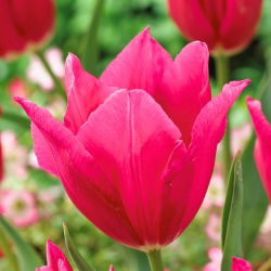 Tulipan Lilyrosa - 5 cebulek
