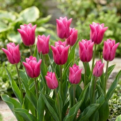 Tulipan Lilyrosa - 5 cebulek