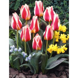 Tulipan Mary Ann - 5 cebulek