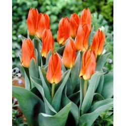 Tulipan Orange Glow - 5 cebulek