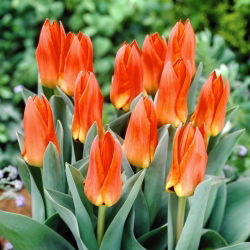 Tulipan Orange Glow - 5 cebulek