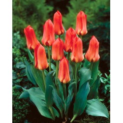 Tulipan Oriental Beauty - 5 cebulek