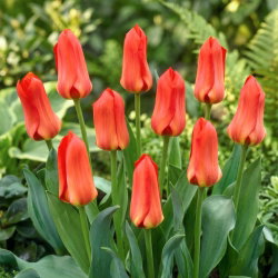 Tulipan Oriental Beauty - 5 cebulek
