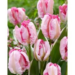 Tulipan Parrot Pinkvision - 5 cebulek