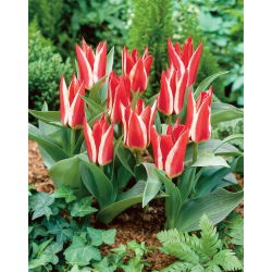 Tulipan Pinocchio - GIGA paczka! - 250 cebulek