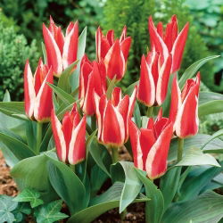 Tulipan Pinocchio - GIGA paczka! - 250 cebulek