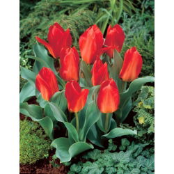 Tulipan Princeps - 5 cebulek