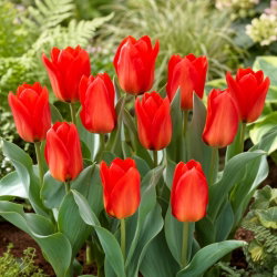 Tulipan Princeps - 5 cebulek