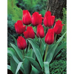 Tulipan Princesse Charmante - 5 cebulek